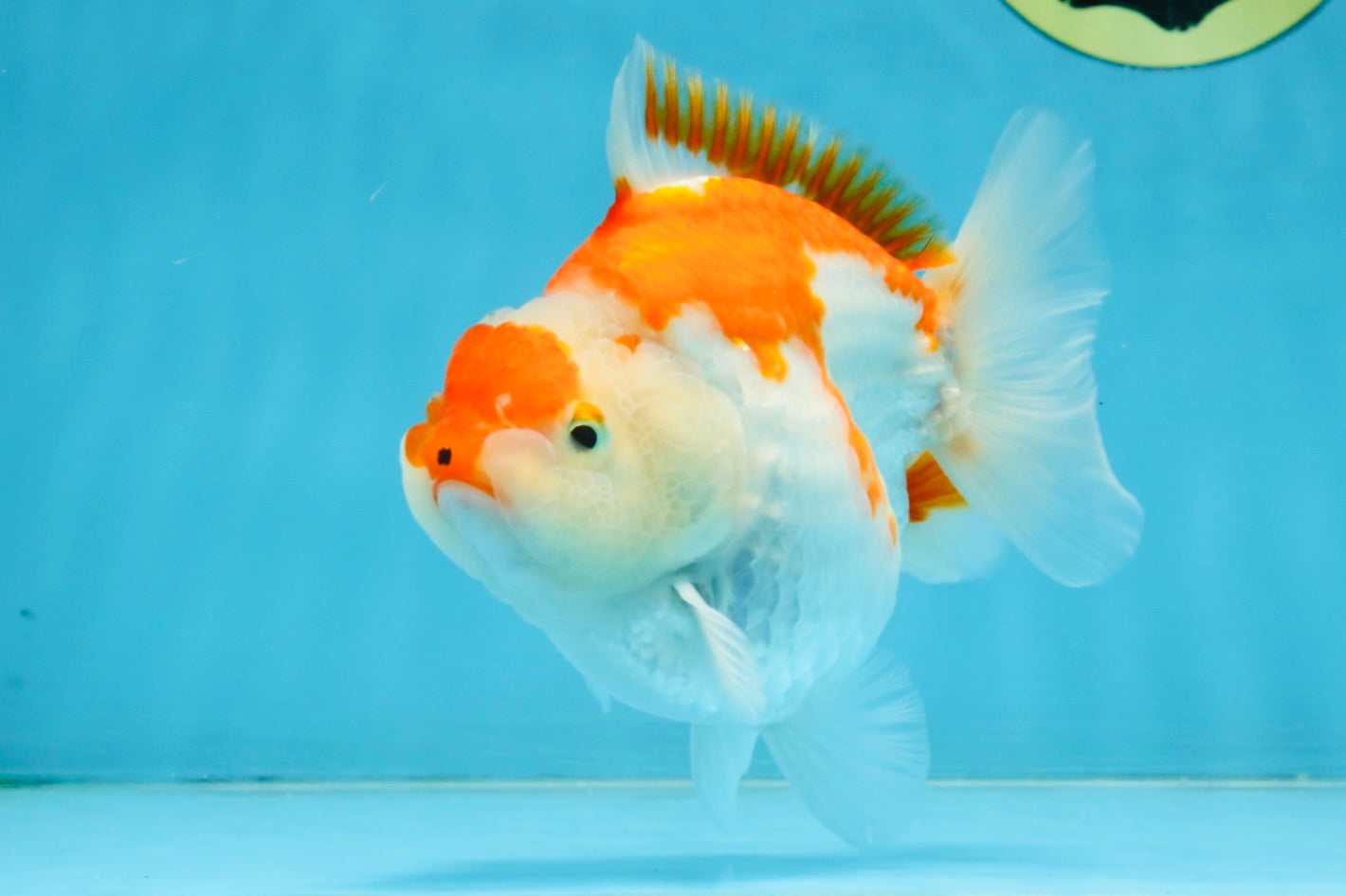 BIG WEN A Grade Red White Yuanbao Female 5 inches #112825YB_16