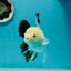 A Grade Panda Oranda Male 5 inches #110124OR_17