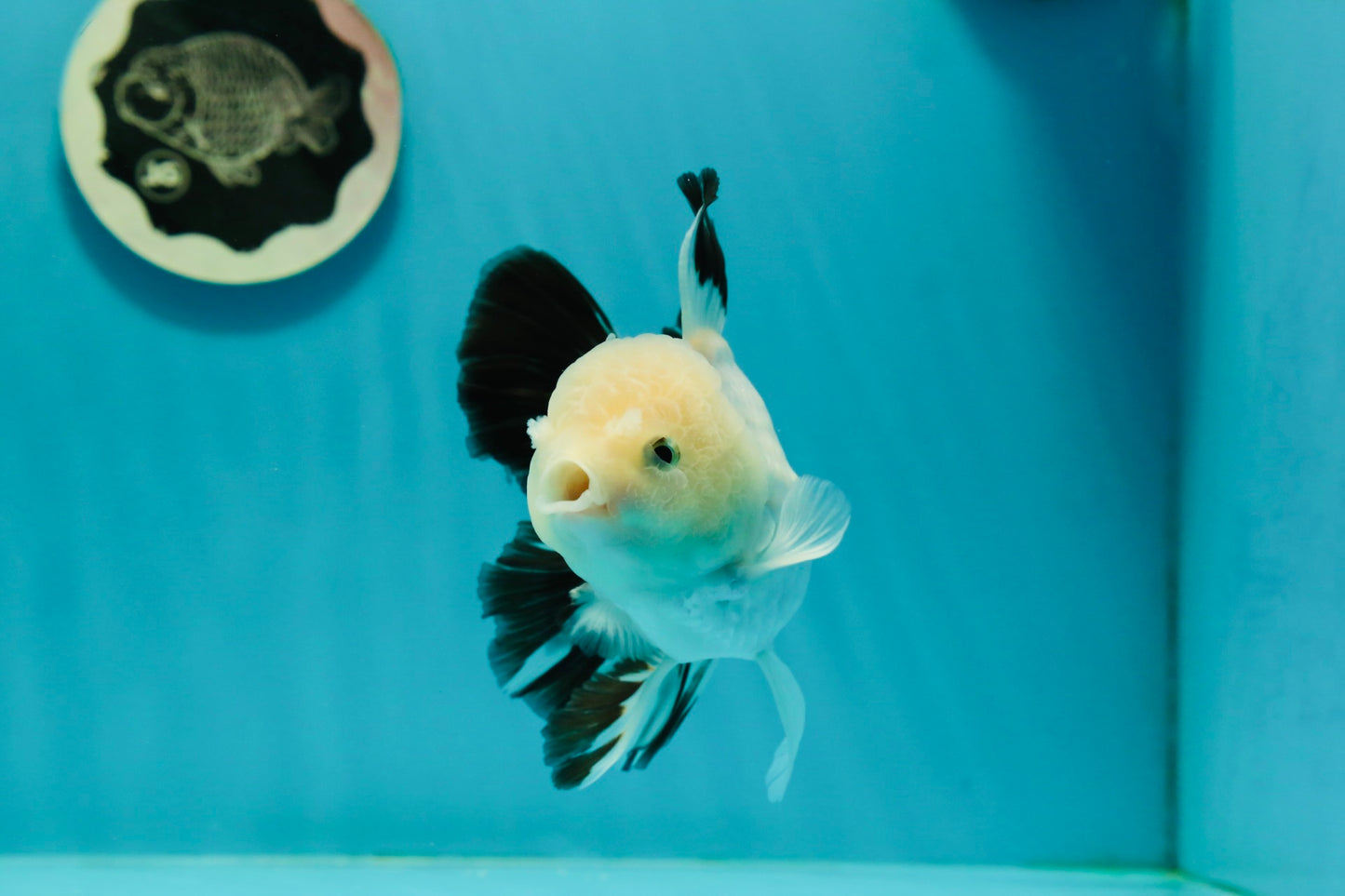 A Grade Panda Oranda Male 5 inches #110124OR_17