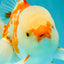 AAA Grade Red White Oranda Male 5.5 inches #062626OR_21