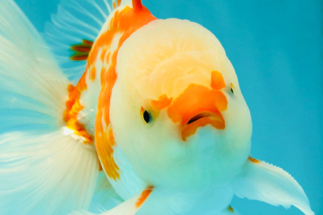 AAA Grade Red White Oranda Male 5.5 inches #062626OR_21