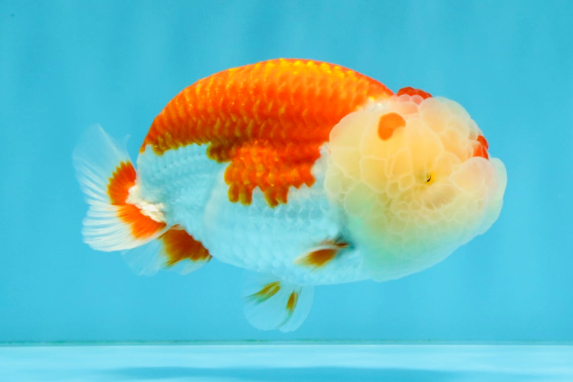 BIG WEN A Grade Red White LionQueen 4.5 inches #041026LC_15