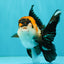 A Grade Red White Oranda Male 5-5.5 inches #051526OR_03