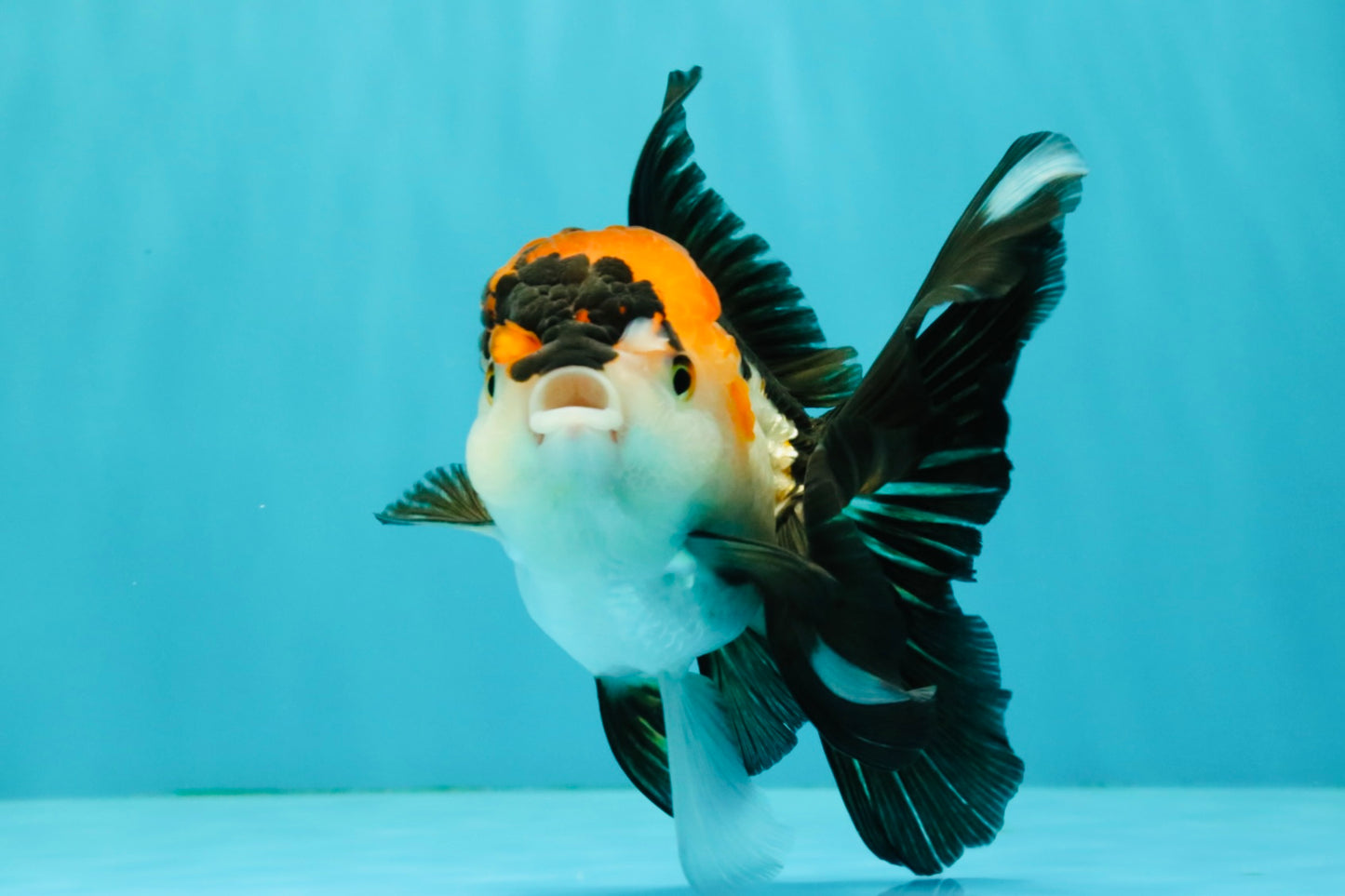 A Grade Red White Oranda Male 5-5.5 inches #051526OR_03