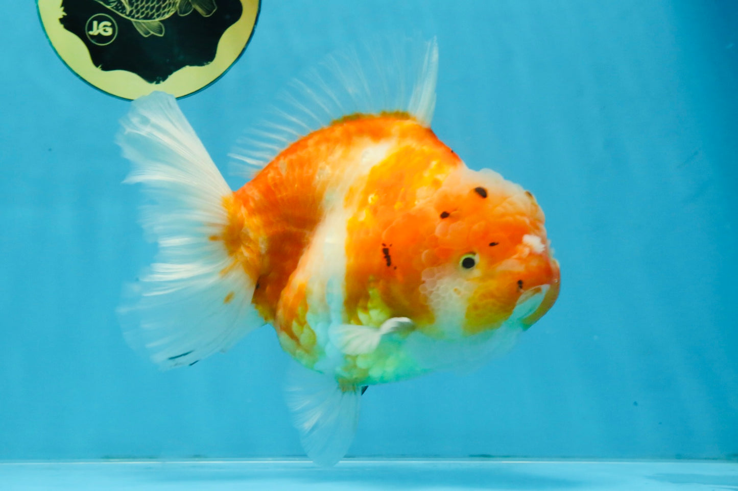 A Grade Sakura Yuanbao Female 6 inches #111425YB_02