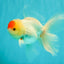 A Grade Special Heart Head Red White Oranda Male 6 inches #101626OR_01