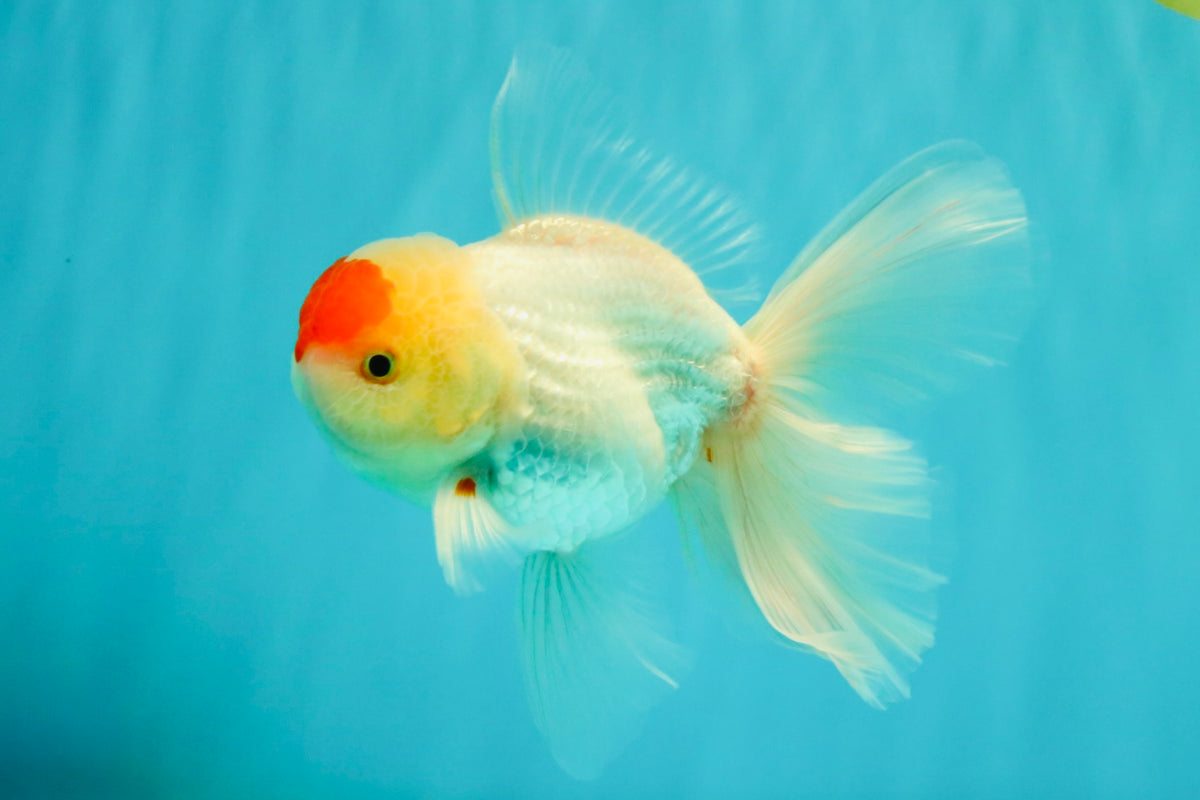 A Grade Special Heart Head Red White Oranda Male 6 inches #101626OR_01