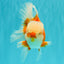 A Grade Jade Head Red White Oranda Male 5-5.5 inches #062626OR_25