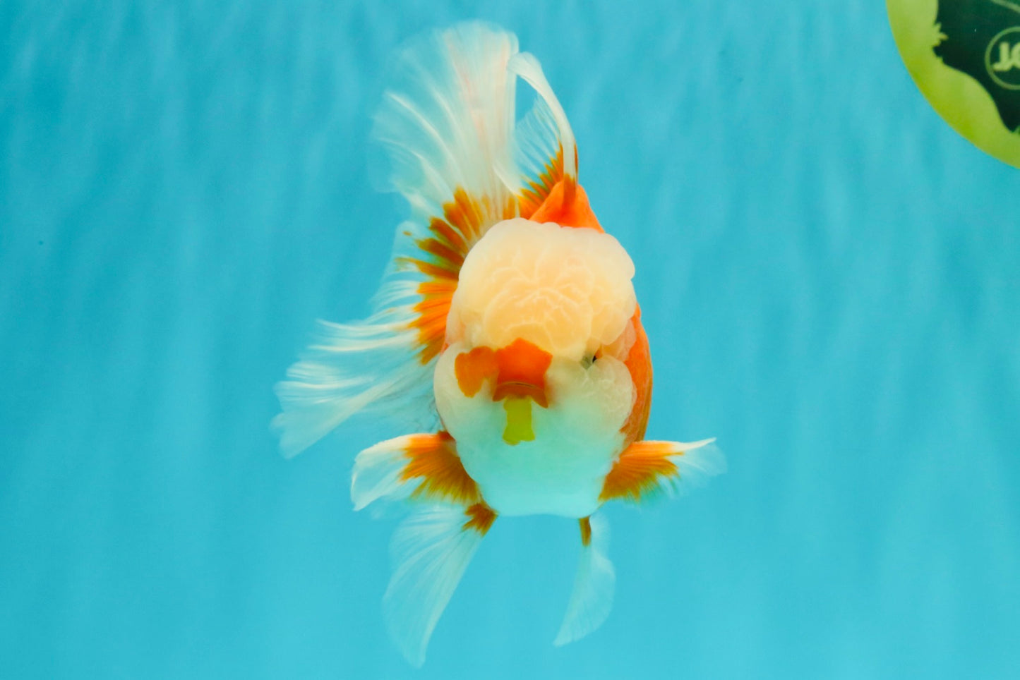 A Grade Jade Head Red White Oranda Male 5-5.5 inches #062626OR_25