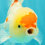 SUPER CUTE Kohaku Oranda Female 5.5 inches #090426OR_16