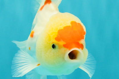 SUPER CUTE Kohaku Oranda Female 5.5 inches #090426OR_16
