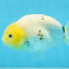 A Grade White Sakura Chinese Ranchu Female 5 inches #112125RC_17