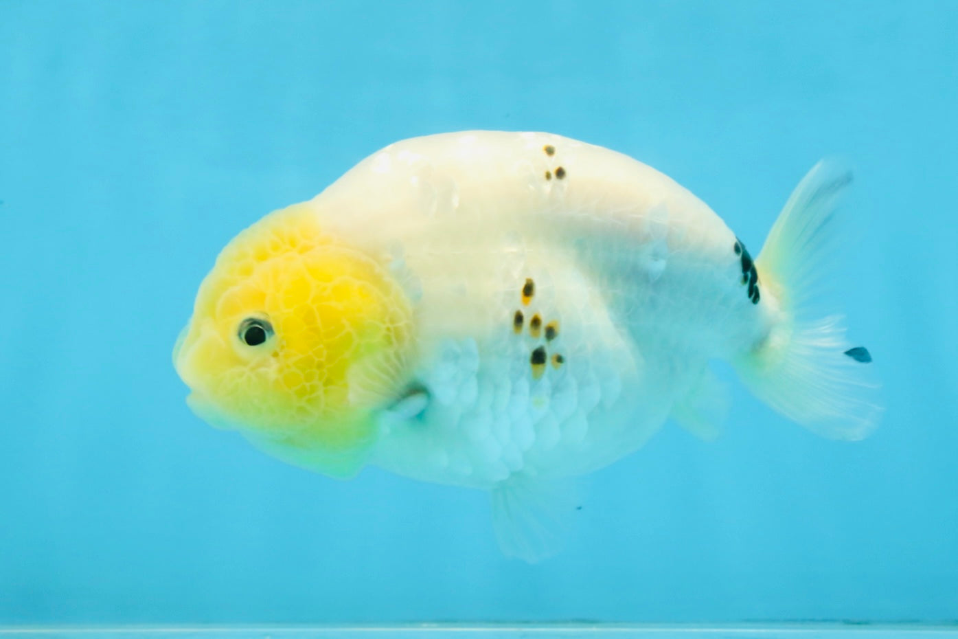 A Grade White Sakura Chinese Ranchu Female 5 inches #112125RC_17