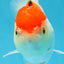 A Grade Red White Oranda Female 6 inches #071125OR_06