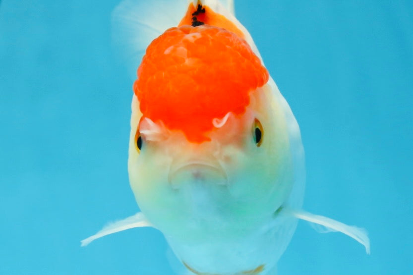 A Grade Red White Oranda Female 6 inches #071125OR_06