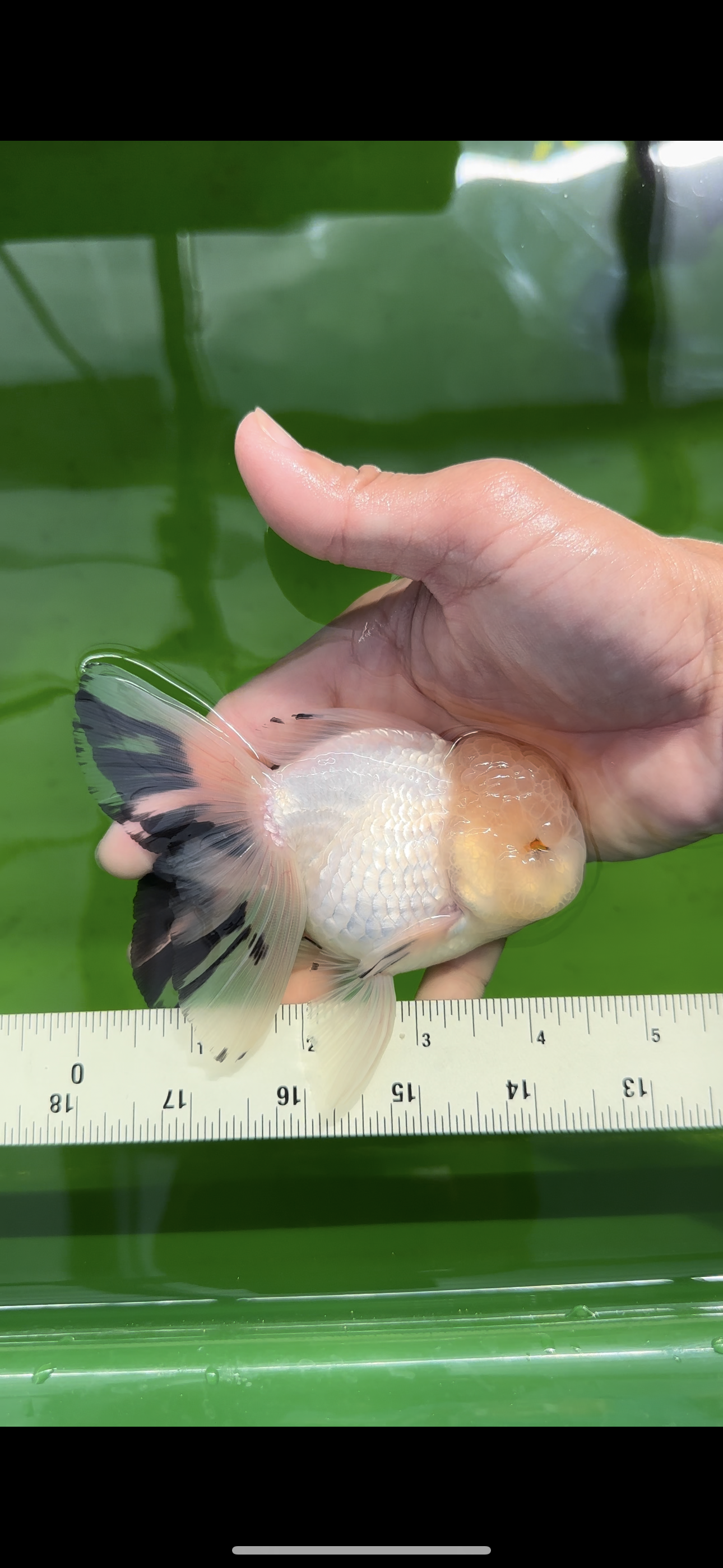 AAA Grade Lemonhead Snow White Oranda Male 5 inches #0510OR_07