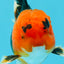 A Grade Red Head Tricolor Oranda Male 5-5.5 inches #031326OR_26