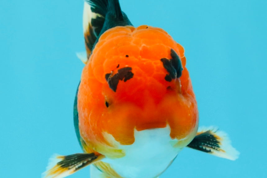 A Grade Red Head Tricolor Oranda Male 5-5.5 inches #031326OR_26