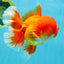TOMATO AAA Grade Red White Oranda Male 6.5 inches #022026OR_05