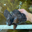 AAA Grade Godzilla Black Oranda Female 6.5 inches #081525OR_31