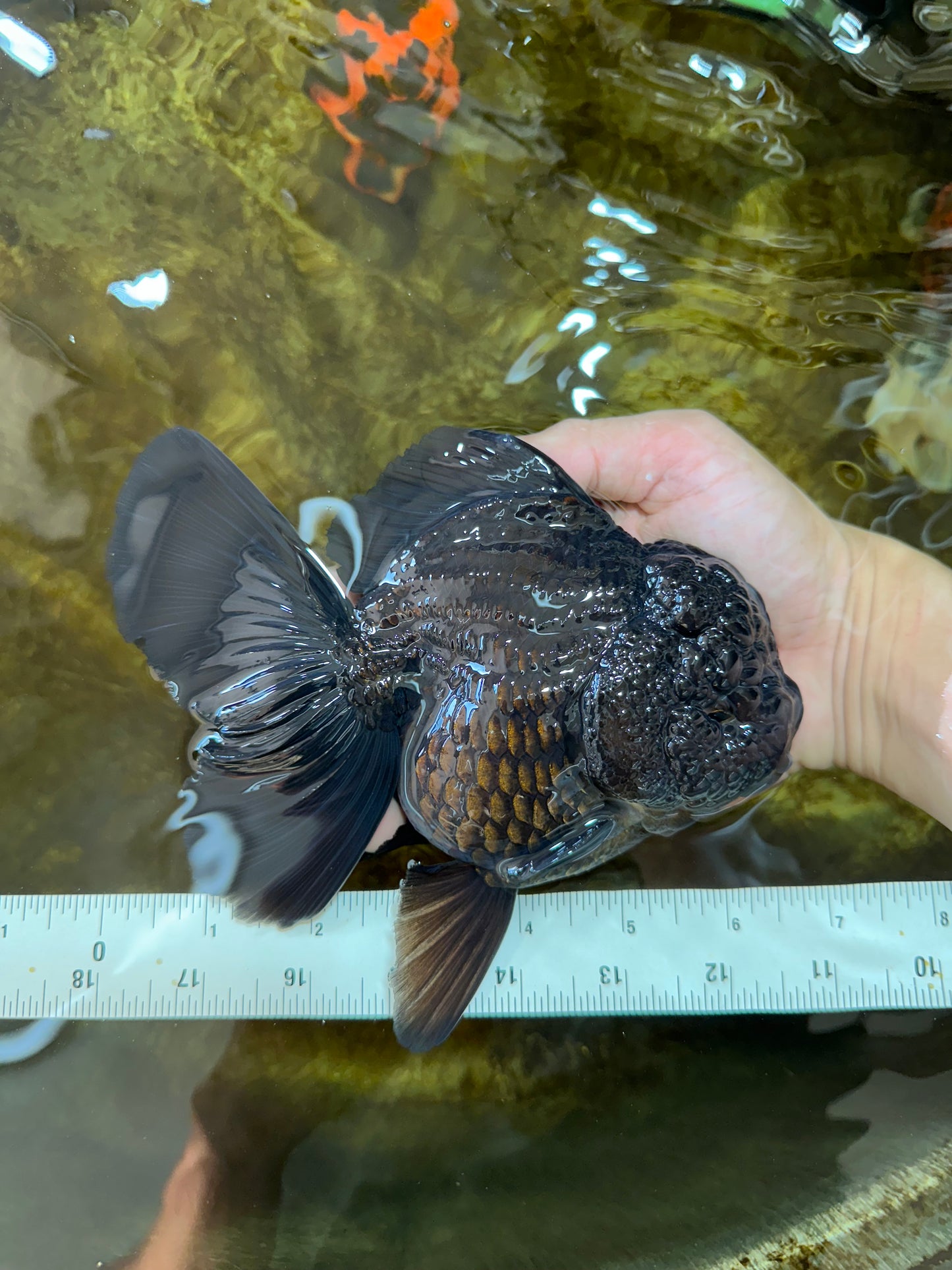 AAA Grade Godzilla Black Oranda Female 6.5 inches #081525OR_31