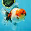 AAA Grade Godzilla Calico Sakura Button Eyes Oranda Male 5 inches #051625OR_17