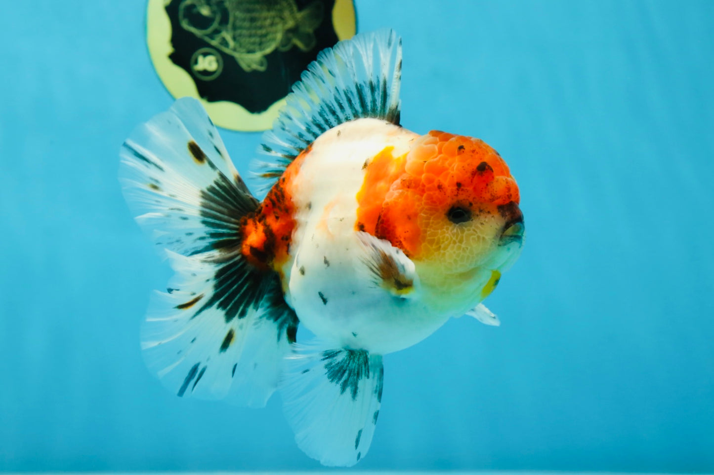 AAA Grade Godzilla Calico Sakura Button Eyes Oranda Male 5 inches #051625OR_17