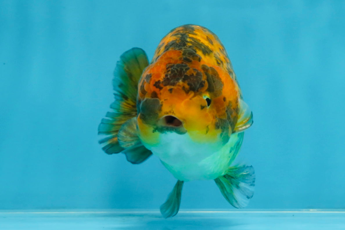 A Grade Tiger LionKing 5 inches #103125LC_14