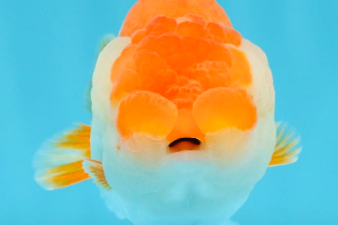 A Grade Red White LionQueen 4.5-5 inches #032726LC_19