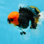 AAA Grade Tricolor Button Eyes Oranda Male 5 inches #080825OR_04