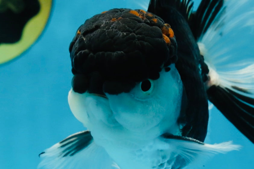 A Grade Tricolor Oranda Male 5-5.5 inches #062725OR_19