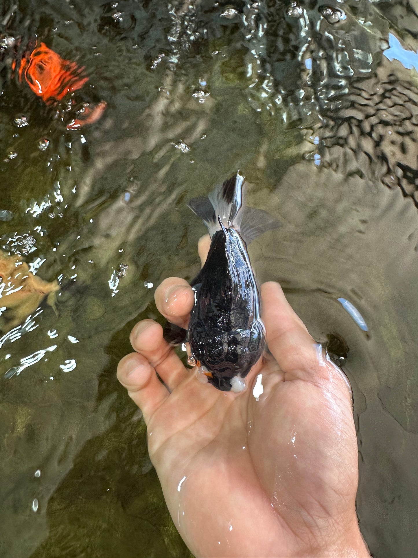 Pompom Panda Yuanbao Male 4 inches #052325YB_28