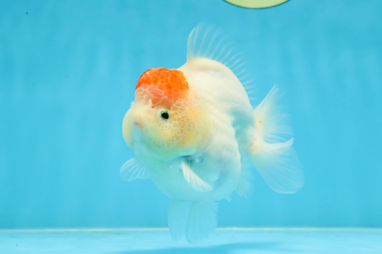 AAA Grade Tancho Sakura Yuanbao Male 4-4.5 inches #101025YB_31