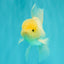 A Grade White Oranda Male 5-5.5 inches #102326OR_20