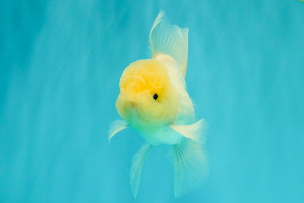 A Grade White Oranda Male 5-5.5 inches #102326OR_20