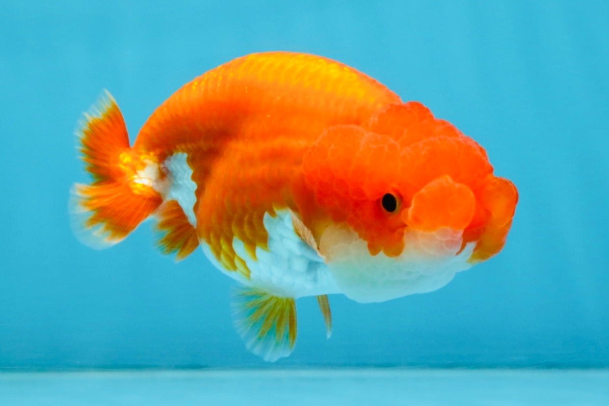 A Grade Red White LionQueen 4 inches #112825LC_04