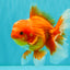 AAA Grade Red White Oranda Male 5.5 inches #080726OR_10