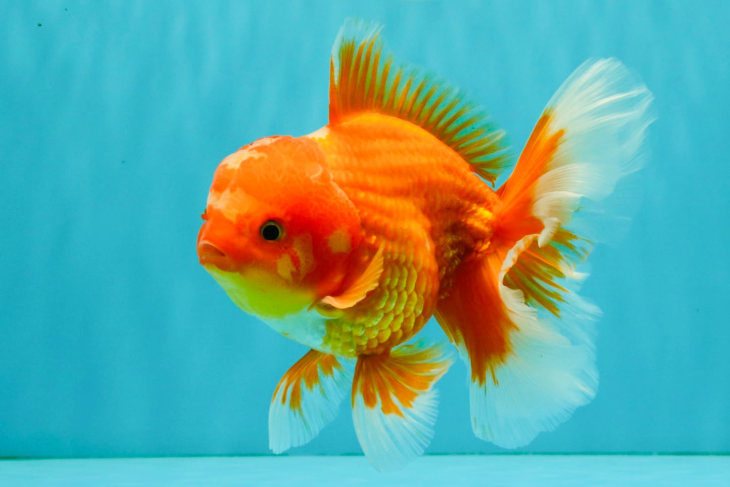 AAA Grade Red White Oranda Male 5.5 inches #080726OR_10