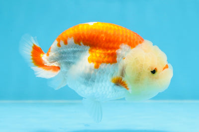 POPCORN AAA Grade Red White Kohaku LionQueen 4 inches #101725LC_05