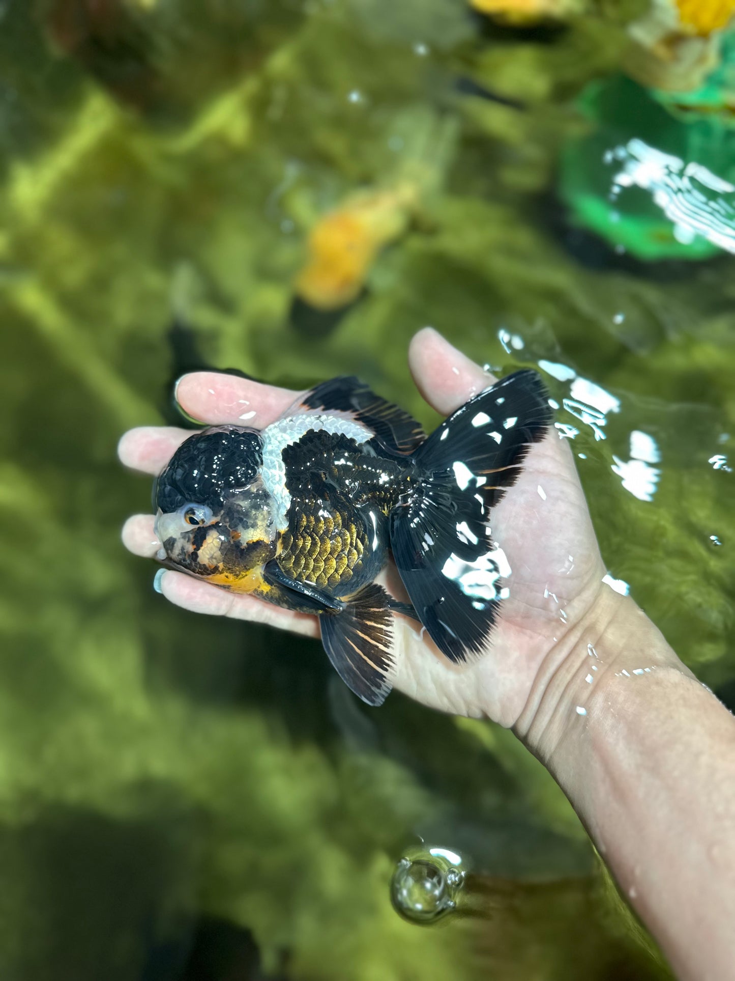 ONE OF A KIND AAA Grade Onyx Panda Oranda Male 5 inches #041825OR_11