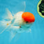 AAA BEST Grade Red White Oranda Male 6 inches #051625OR_21