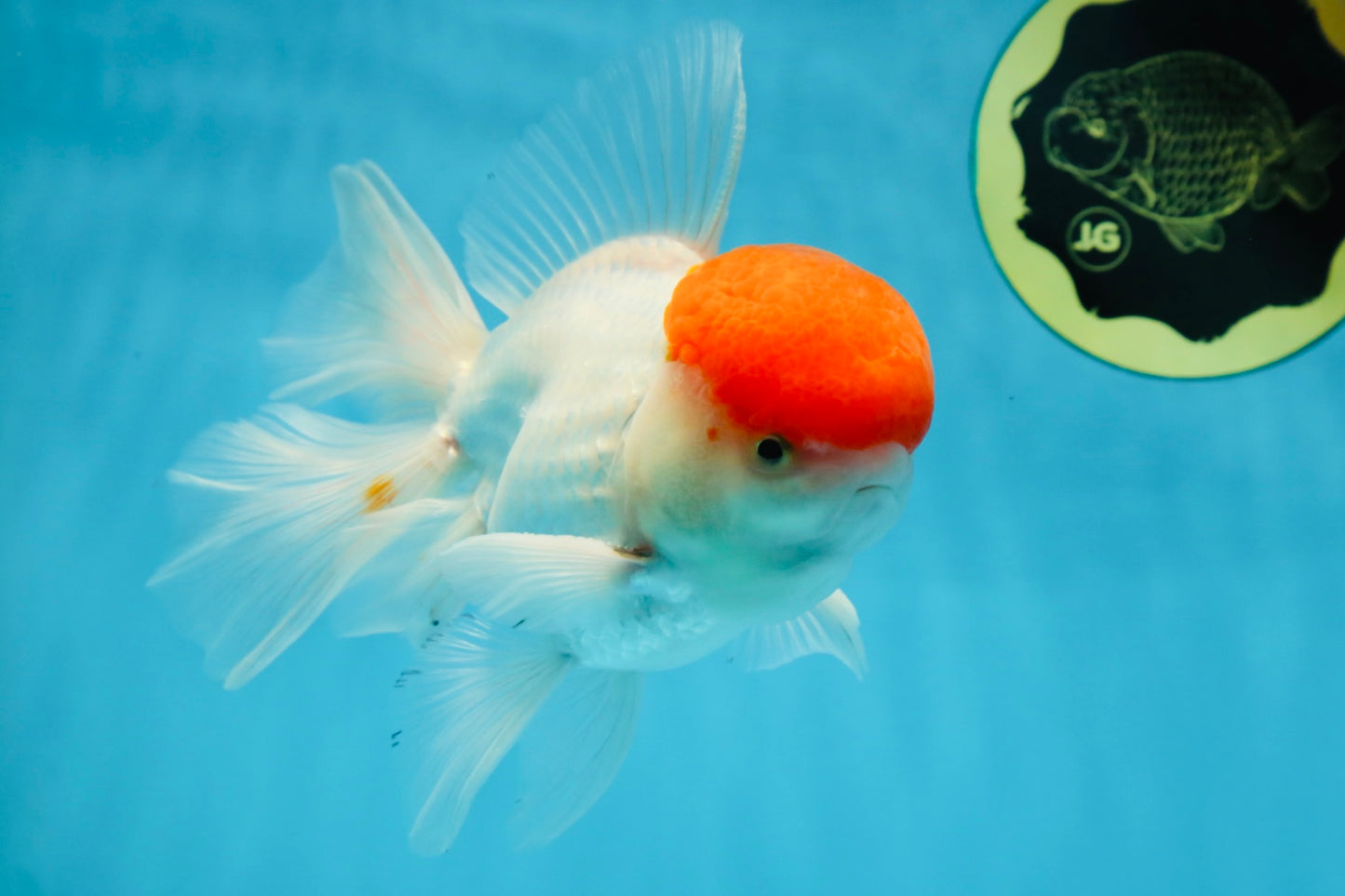 AAA BEST Grade Red White Oranda Male 6 inches #051625OR_21