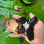 Macho oranda tricolor de grado AAA de 5 pulgadas n.° 0920OR_21