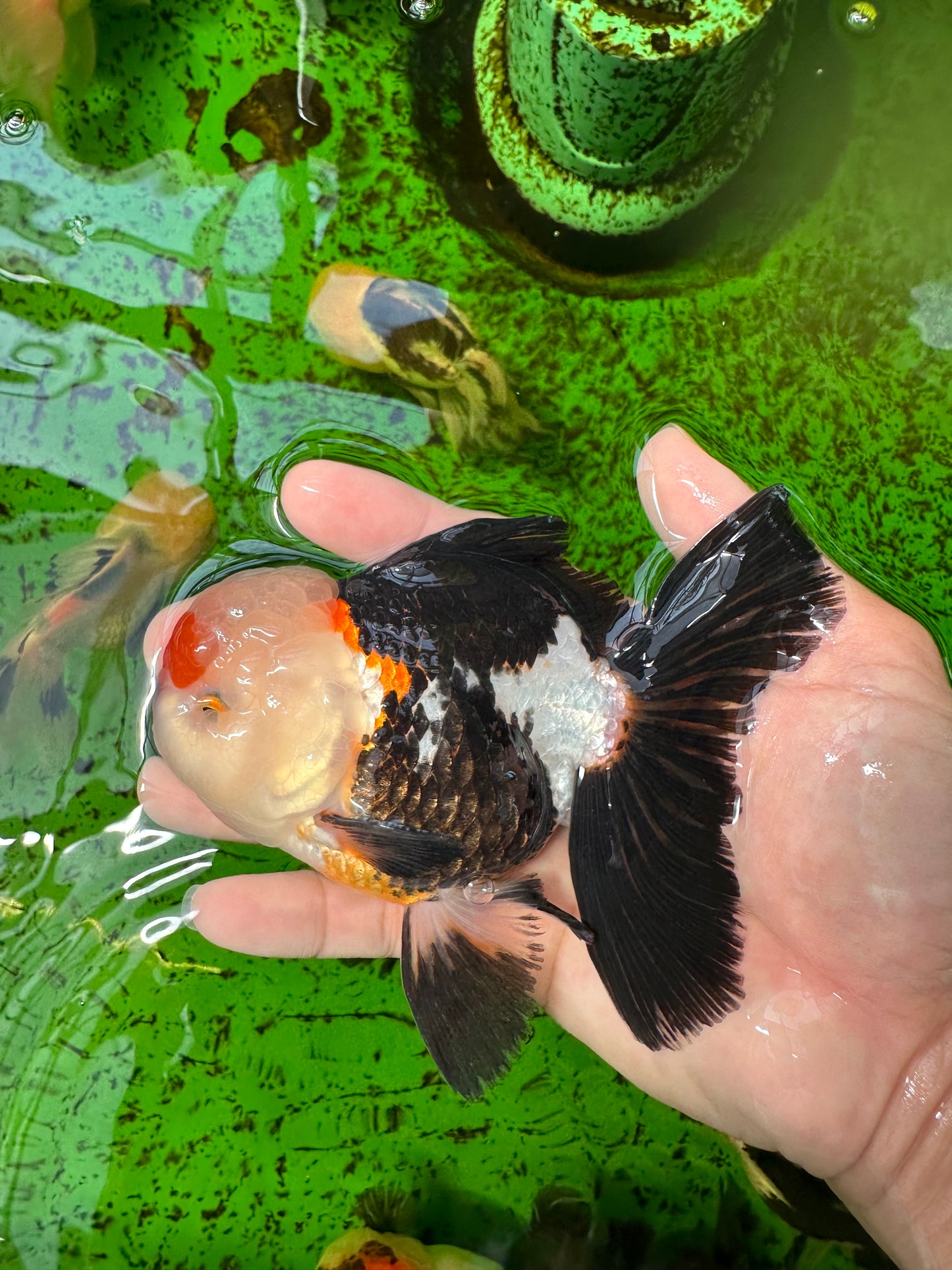 Macho oranda tricolor de grado AAA de 5 pulgadas n.° 0920OR_21