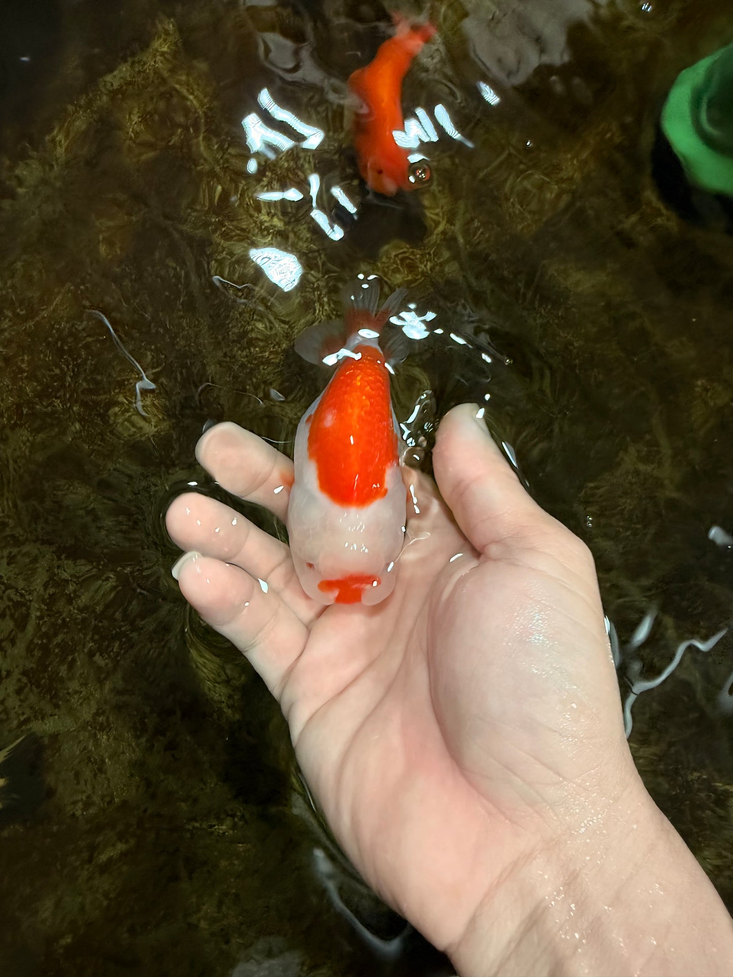 SANTA A Grade Red White LionQueen 4-4.5 inches #120525LC_12