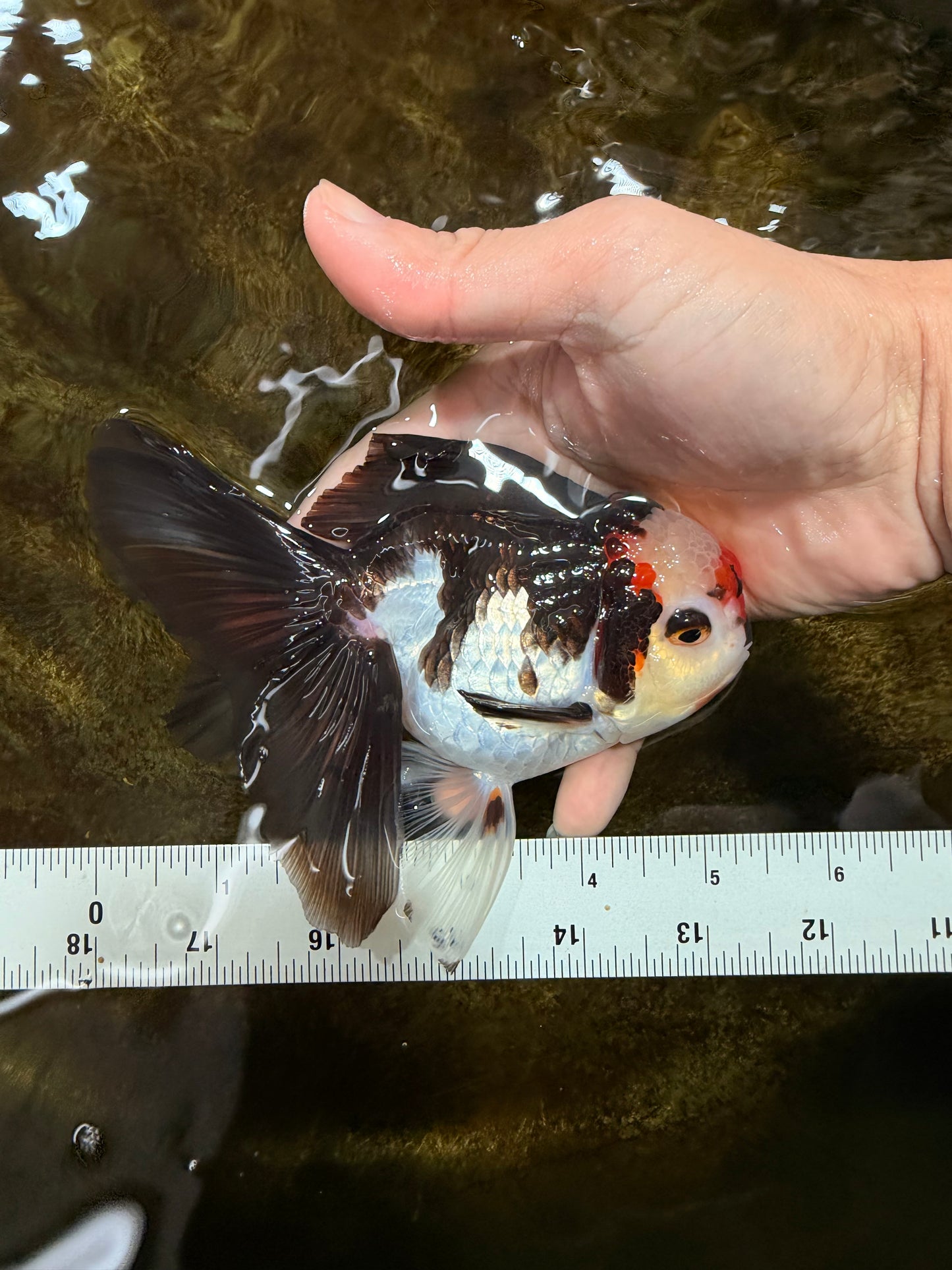 Tricolor Oranda Female 5-5.5 inches #111425OR_17