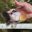 A Grade Lemonhead Oranda Male 5 inches #120624OR_08