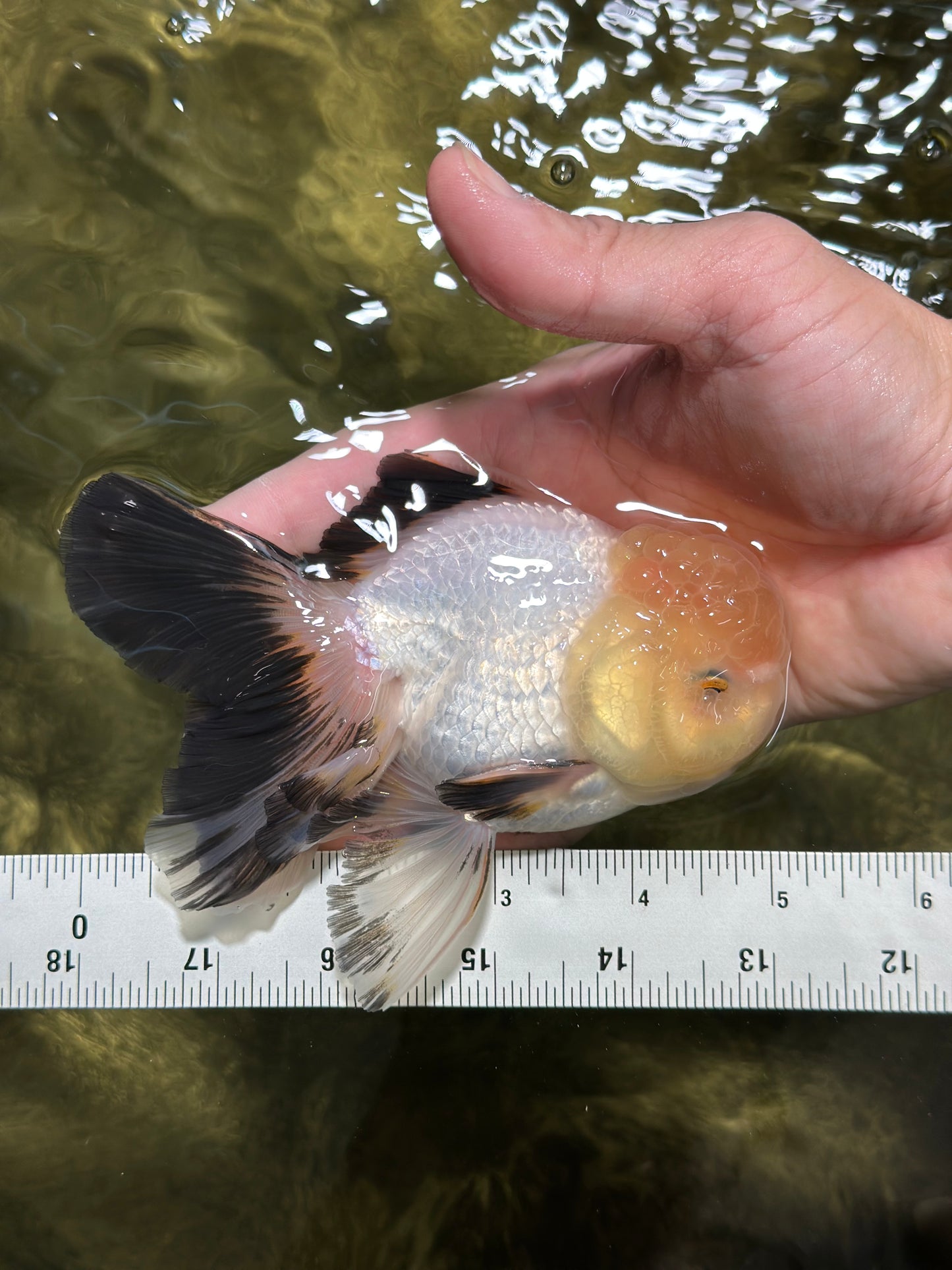 A Grade Lemonhead Oranda Male 5 inches #120624OR_08