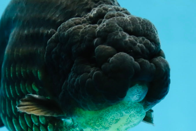 AAA Grade Strong Body Structure Godzilla Black LionKing 5-5.5 inches #051625LC_09