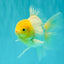 A Grade White Oranda Male 6 inches #061926OR_26